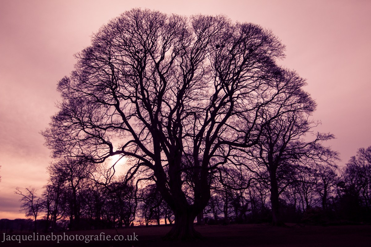 Crafting strategy : school boards, systems or command and control&nbsp;approach?